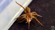 Pająki wodne (Ancylometes) dostały nowe domy, a jutro wychodzi INDONEZJA SPECIAL!