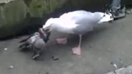 Jeśli ktoś myślał że mewy są fajne