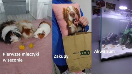Co dalej z akwarium i tęskonota za zwierzakiem 