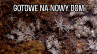Hapalopusy są już pełnoprawnymi ptasznikami!
