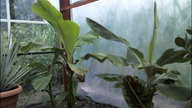 Time Lapse musa basjoo & musa acuminata 5 days dni