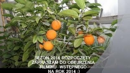 22 Sezon ogrodniczy 2014 rozpoczęty www ciekawerosliny pl