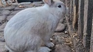Na imię mam Ogryzek #rabbit