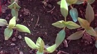 Uprawa Chili.
