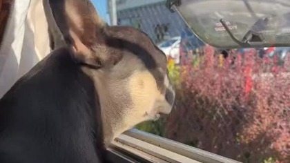 Obserwacja z przyczepki.