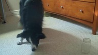 Są psy znające kilka sztuczek i jest ten Border Collie ;)