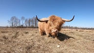 Byk poza ogrodzeniem.  Vlog z drugiej hodowli #4