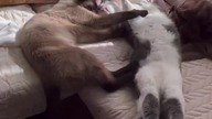 cute kittens wish good night @tiktok. shotty