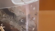 Avicularia juruensis robi szpagat  a Tapinauchenius violaceus wyliniał na L3 