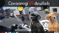 Czworonogi VS dwuślady - Life on the Run MV #06