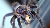 Karmię ptaszniki z DOMINIKANY! Nowe terraria dla 3x Phormictopus i 1x Euathlus