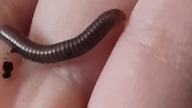Spirobollus caudulanus - JUST A BABY 