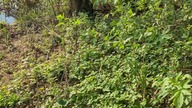 Natura w kadrze: Wielkie Czyste/Małe Czyste