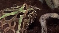 Ceratophrys cranwelli vs Zophobas morio (feeding) 