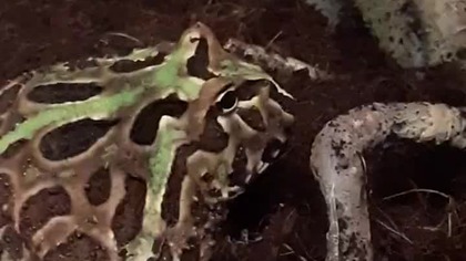 Ceratophrys cranwelli vs Zophobas morio (feeding) 