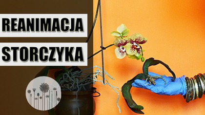 Reanimacja STORCZYKA krok po kroku
