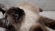 Different species, same cuteness 