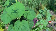 Czytaj opis (Błąd) Odc-487-Musa sikkimensis,paulownie z nasion, oxytree. Ogród egzotyczny lato 2018.