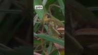 @InsectShortsVideo #InsectShortsVideo @ISV #Grasshopper #Saltamontes #konikpolny # #isv
