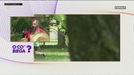 O CO BIEGA (ODCINEK 29) HD