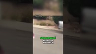 Tajemnicza Kryptyda Biegnie przez Miejskie Dzielnice!