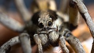 Lycosa praegrandis- Prawdziwa, wielka i dorosła TARANTULA!