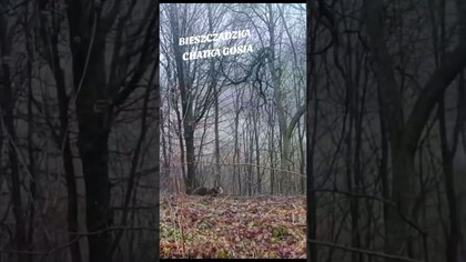 Bieszczadzki Niedźwiedź Brunatny...  :) #bieszczady #wbieszczady #wbiesy #niedźwied #bieszczadzki