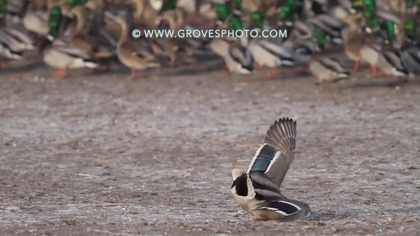 Sok&oacute;ł szybszy od mrugnięcia powieką