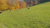 Dzyn, Dzyn Zaprasza