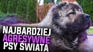 NAJGROŹNIEJSZE PSY NA ŚWIECIE!