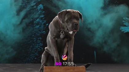 Sat. 1 - Zapowiedź programu o psach / Vorschau auf eine Sendung über Hunde - test Rask AI (05. 11. 2023)