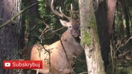 Rykowisko 2019 Byczek Wylegiwał Się W Słońcu