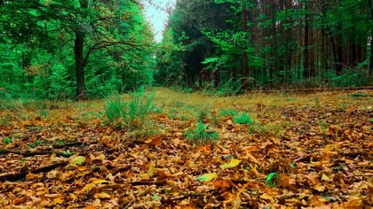 Birdsong on a Forest Path