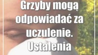 Grzyby mogą