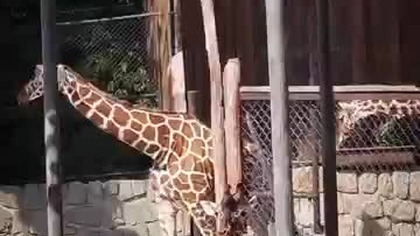 Najwyższe zwierze lądowe na świecie  #shorts #short #animals