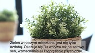 5 kwiaty doniczkowe które poprawią Twoje zdrowie - Musisz mieć je w swoim domu!