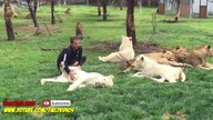 Tygrys ratuje swojego opiekuna przed atakiem leoparda