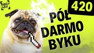 ZIELONY BLACK FRIDAY | NAJLEPSZE PROMOCJE NA 420