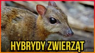 10 NAJDZIWNIEJSZYCH HYBRYD ZWIERZĄT