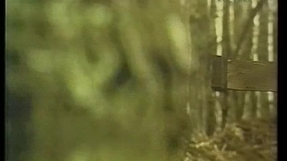 Czesław Niemen (2004) VHS rip