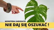 MONSTERA VARIEGATA gdzie i za ile kupić? Jak nie dać się OSZUKAĆ ? Jakie sadzonki kupować ?