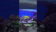 Zachwyceni tajemnicami słonej wody w magicznym sklepie akwarystycznym!