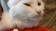 #shorts Sneaky Santa Cat #shorts