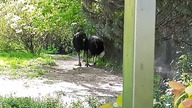 Kazuary w warszawskim zoo (Cassowaries in warsavian zoo)