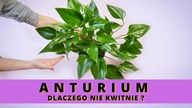Dlaczego ANTURIUM NIE KWITNIE ? Co zrobić, by anturium zakwitło ?