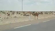 Niebezpieczeństwo na drodze w Tunezji #travel #tunezja #desert #afryka #dangerous