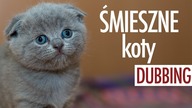 ŚMIESZNE KOTY 