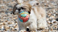 Cute Puppy - play and fun seaside -VideoOfTheDay