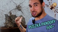 PUSZKA PANDORY została otwarta!  Odbieranie kokonu Heteropoda boiei