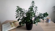#212 Jak pielęgnować kalanchoe żyworódkę w domu?